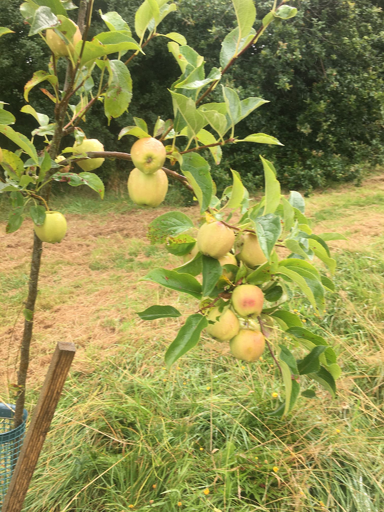  Community Orchard 